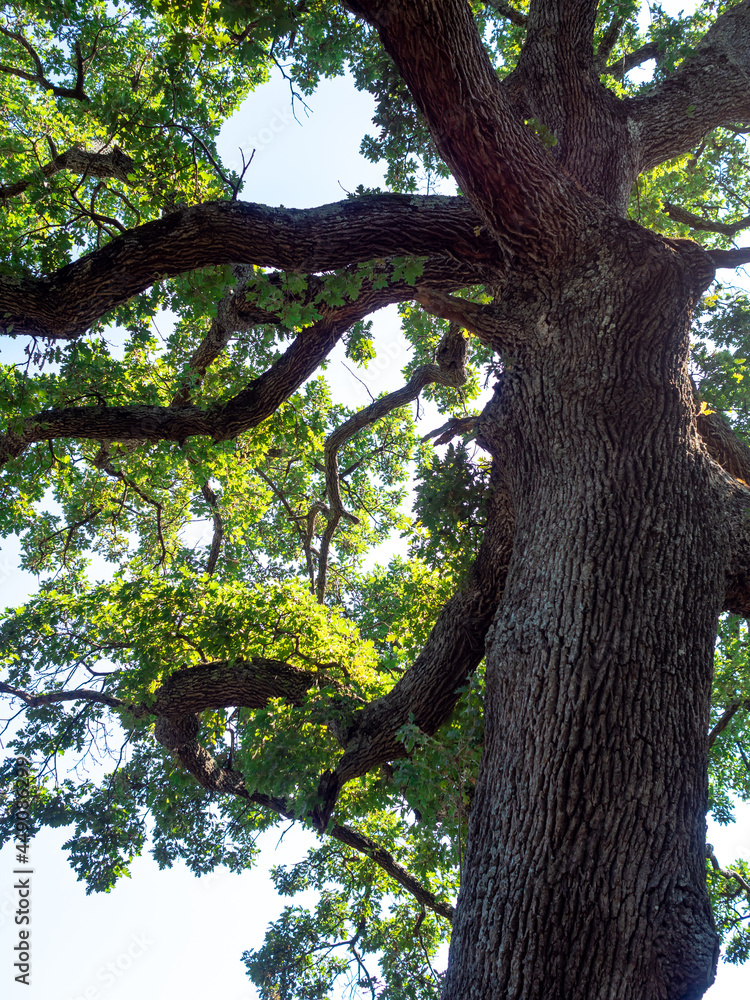 close view of oak tree in the French Riviera in summer close view of oak tree in the French Riviera in summer