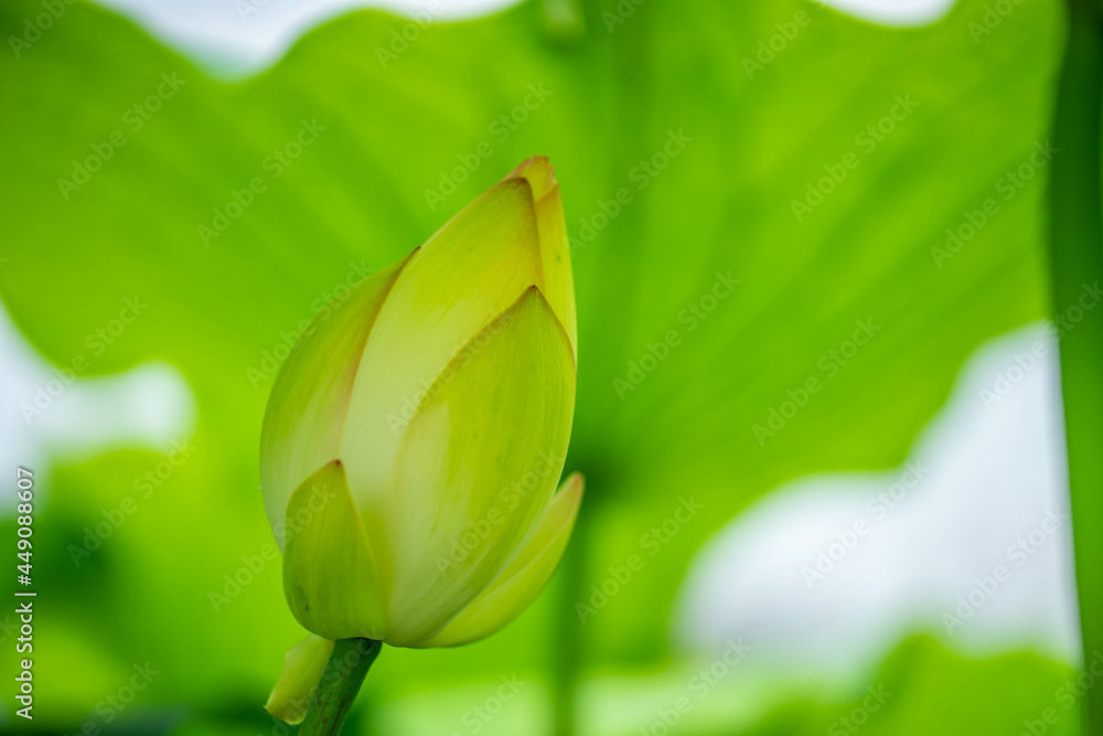 Obraz premium 森川花はす田