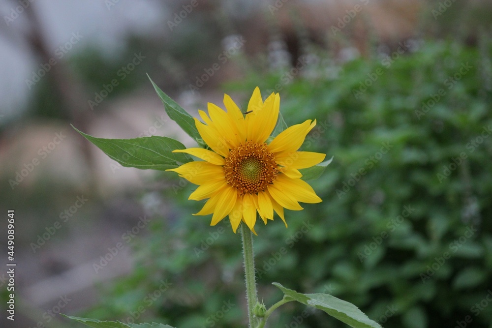 planta flor girassol - helianthus annuus planta flor girassol - helianthus annuus
