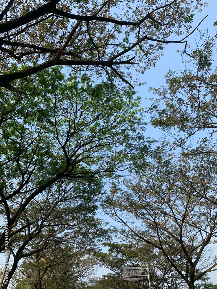 Obraz premium trees and sky