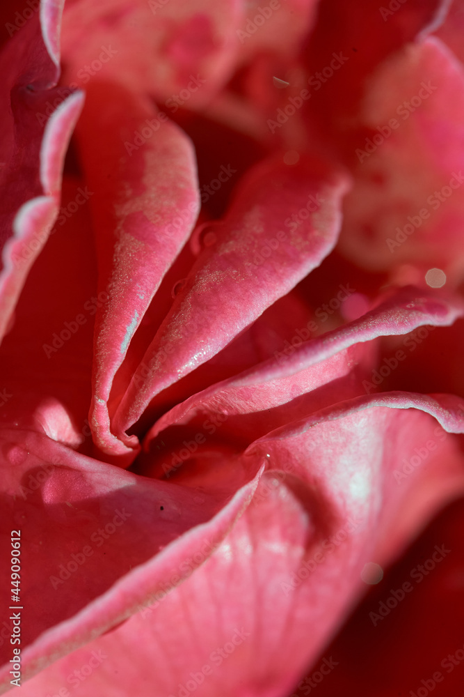 Close up of pink rose petals