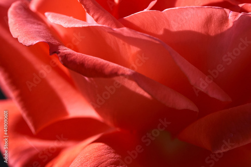 Close up of pink rose petals