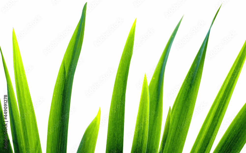 Vector Grass Border Background, isolated on white. Perfect for backgrounds
Vector Grass Border Background, isolated on white. Perfect for backgrounds