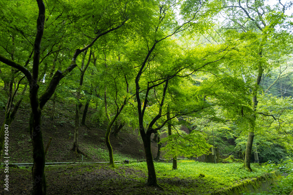東京都八王子市の高尾山を登山している風景 Scenery of climbing Mt. Takao in Hachioji City, Tokyo. 東京都八王子市の高尾山を登山している風景 Scenery of climbing Mt. Takao in Hachioji City, Tokyo.