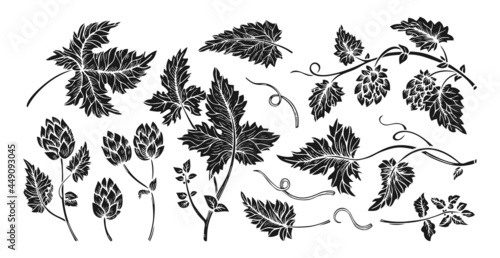 Hop plant branch with leaves and cones sketch black glyph set. Sketches for beer packing design logo, label, emblem, pattern. Hops angular herb design engraving hand drawn frame