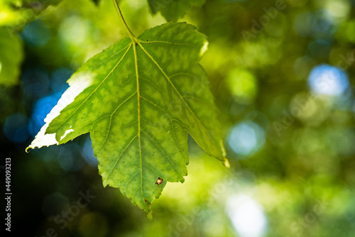 green leaves of a tree with a green backdrop