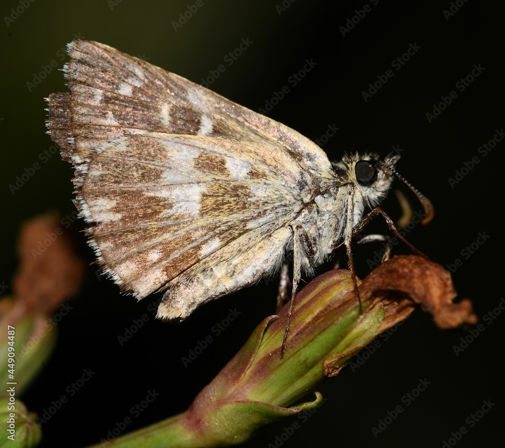 Obraz premium Pyrgus malvae butterfly.