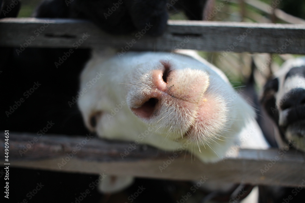 a white funny goat stuck its muzzle into the fence of an animal on a farm