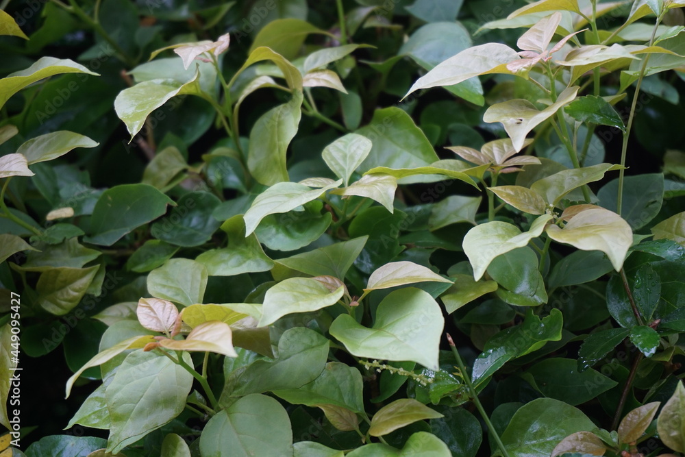 The exotic bougainvillea leaves in nature The exotic bougainvillea leaves in nature