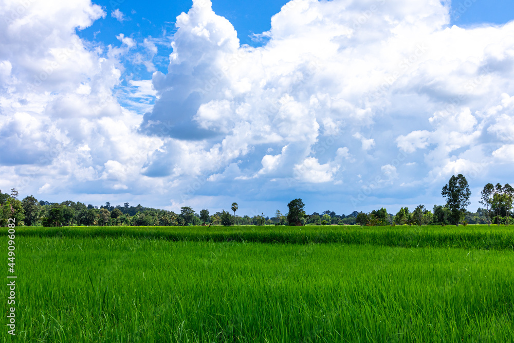 green rice field and blue sky green rice field and blue sky