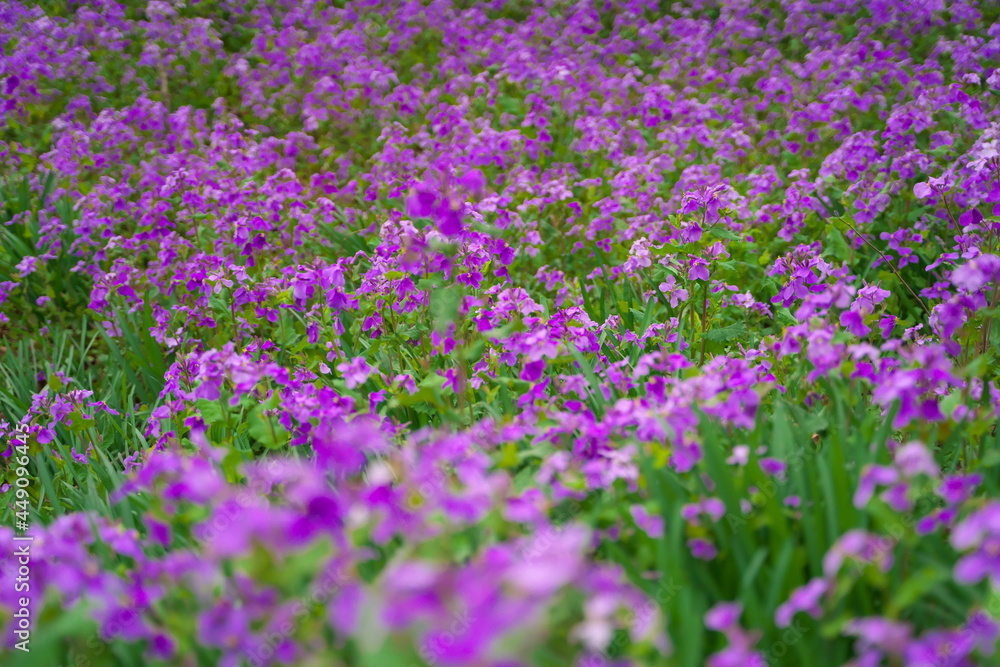 春に咲く美しい紫色のカタクリの花