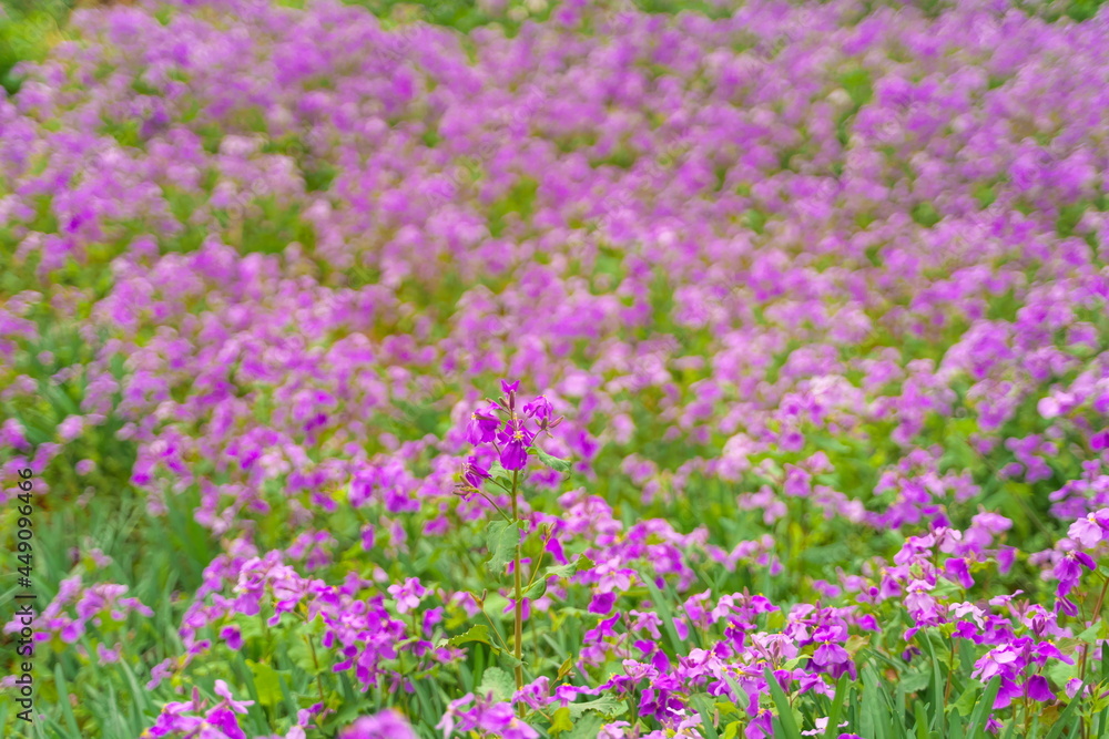 春に咲く美しい紫色のカタクリの花