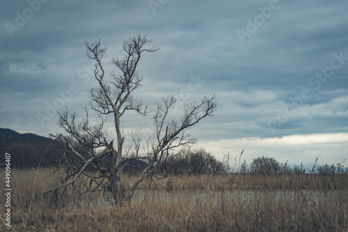 Wallpaper Mural 枯れ木　寒い　山々 Torontodigital.ca