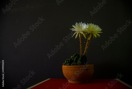 white cactus in a small pot.White cactus, beautiful when contrasted with dark scenes, even more beautiful.