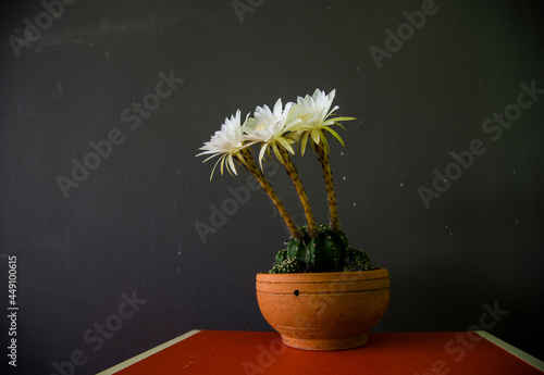 white cactus in a small pot.White cactus, beautiful when contrasted with dark scenes, even more beautiful.