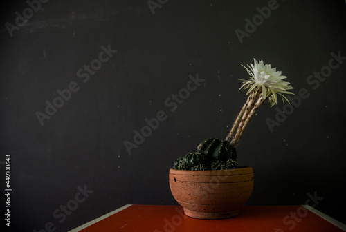 white cactus in a small pot.White cactus, beautiful when contrasted with dark scenes, even more beautiful.