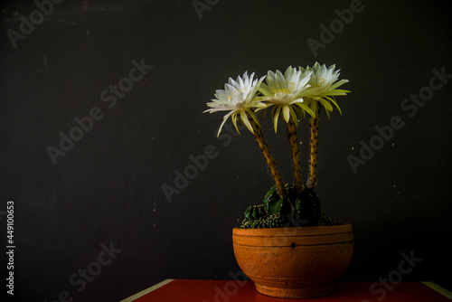 white cactus in a small pot.White cactus, beautiful when contrasted with dark scenes, even more beautiful.