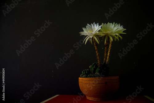 white cactus in a small pot.White cactus, beautiful when contrasted with dark scenes, even more beautiful.