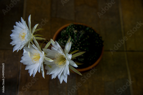 white cactus in a small pot.White cactus, beautiful when contrasted with dark scenes, even more beautiful.