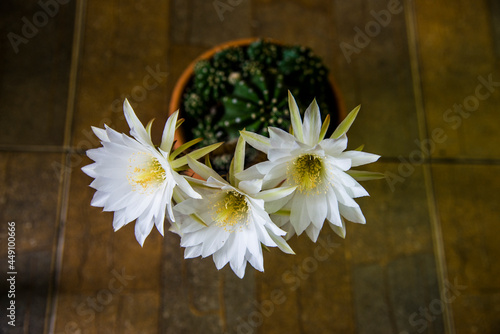 white cactus in a small pot.White cactus, beautiful when contrasted with dark scenes, even more beautiful.