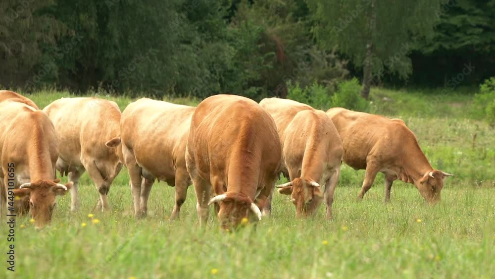 Family of cows and cattle grazing on green farm field in Poland during summer Family of cows and cattle grazing on green farm field in Poland during summer