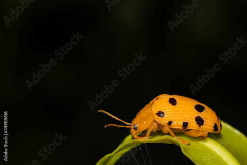 orange ladybug on leaf close-up photo of insects in nature