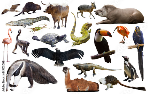 Set of various south american wild birds, animals, reptiles and insects isolated on white.