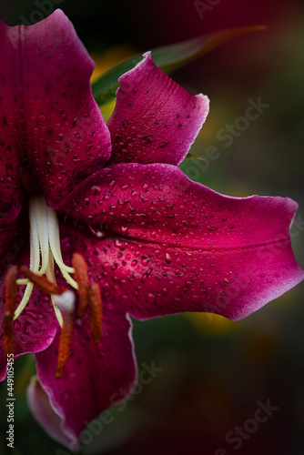 Hotpink Lily close up macro shot 