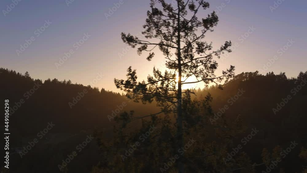 Aerial Slide of Sun Passing Behind Tree During Forest Sunset Aerial Slide of Sun Passing Behind Tree During Forest Sunset