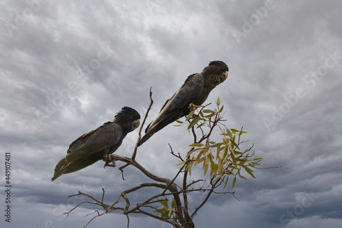 Male and female Red-tailed Black Cockatoo's (Calyptorhynchus banksii) perched in a tree photo