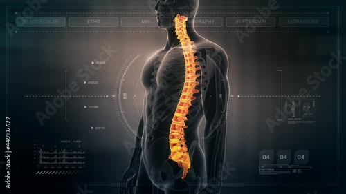 Anatomy of Human Male Spinal Cord on Futuristic Medical Interface dashboard. Seamless Loop.Animation. photo