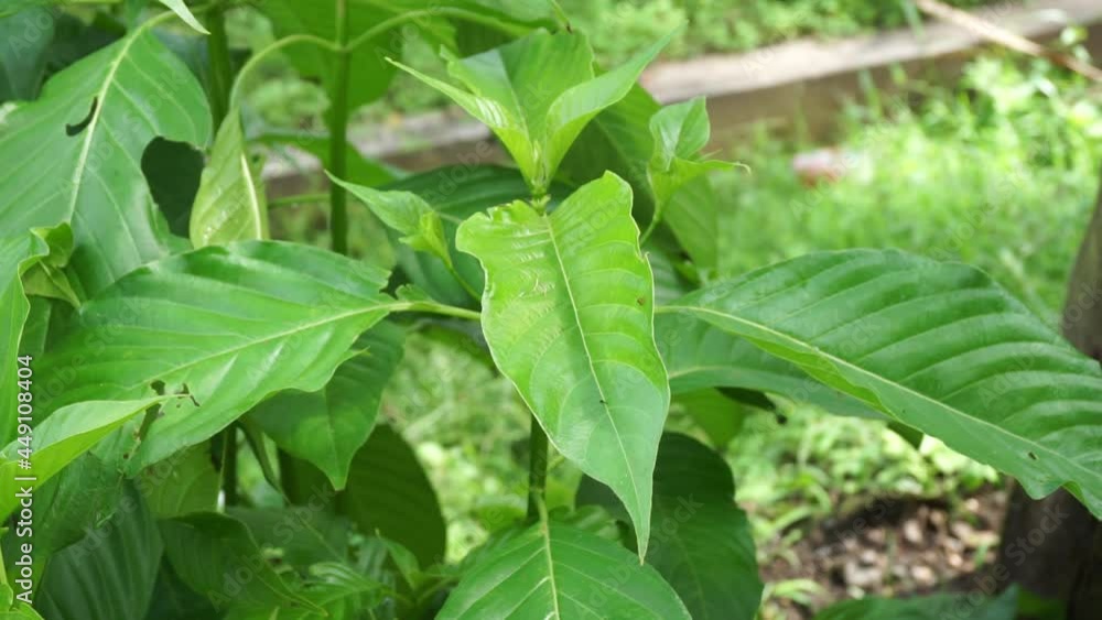 Mussaenda pubescens with a natural background. Also called Nusa Indah