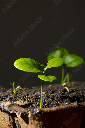 Green plant sprouts