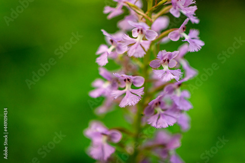 purple fringed orchid flower