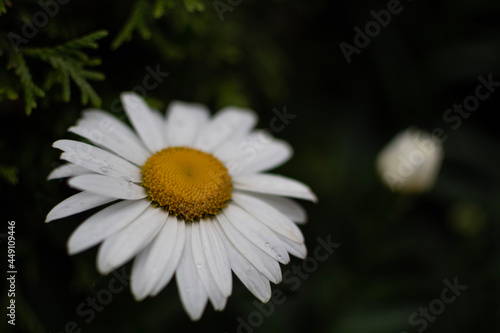 daisy flower