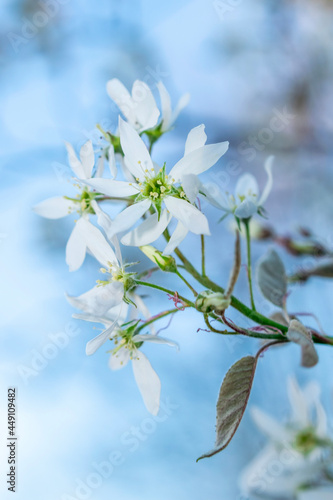 white dogwood flowers