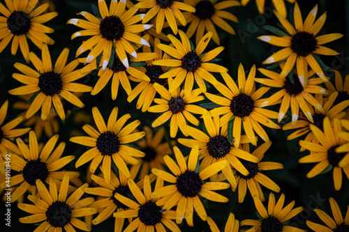 yellow flower background