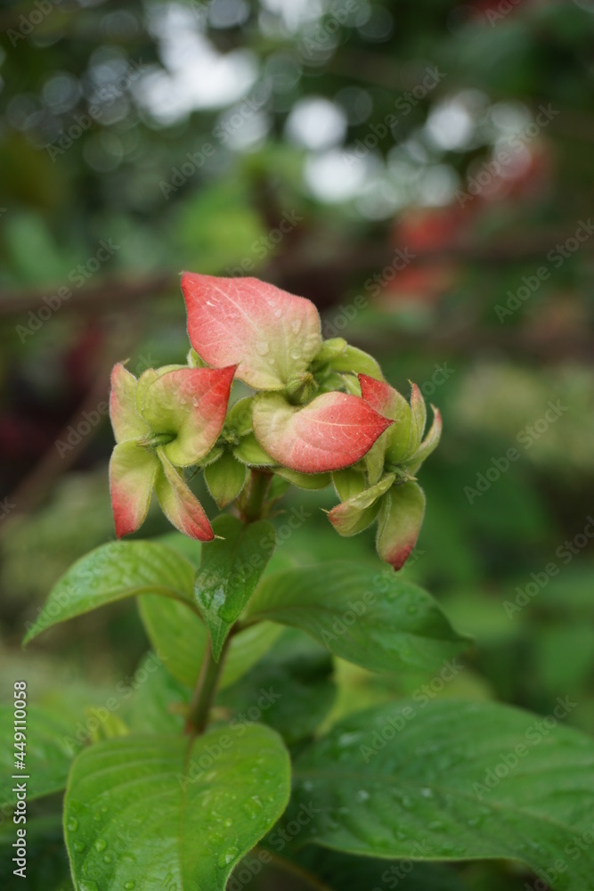 Mussaenda pubescens with a natural background. Also called Nusa Indah, Ashanti blood, Tropical dogwood Mussaenda pubescens with a natural background. Also called Nusa Indah, Ashanti blood, Tropical dogwood