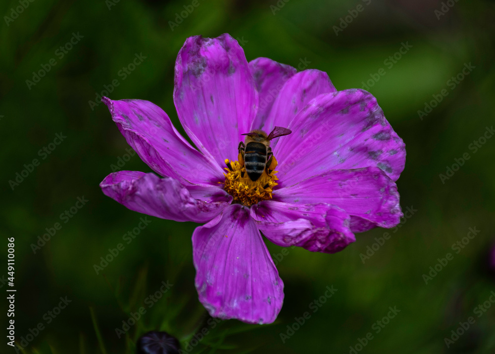 abejas merodeando las frondosas flores llenas de polen abejas merodeando las frondosas flores llenas de polen