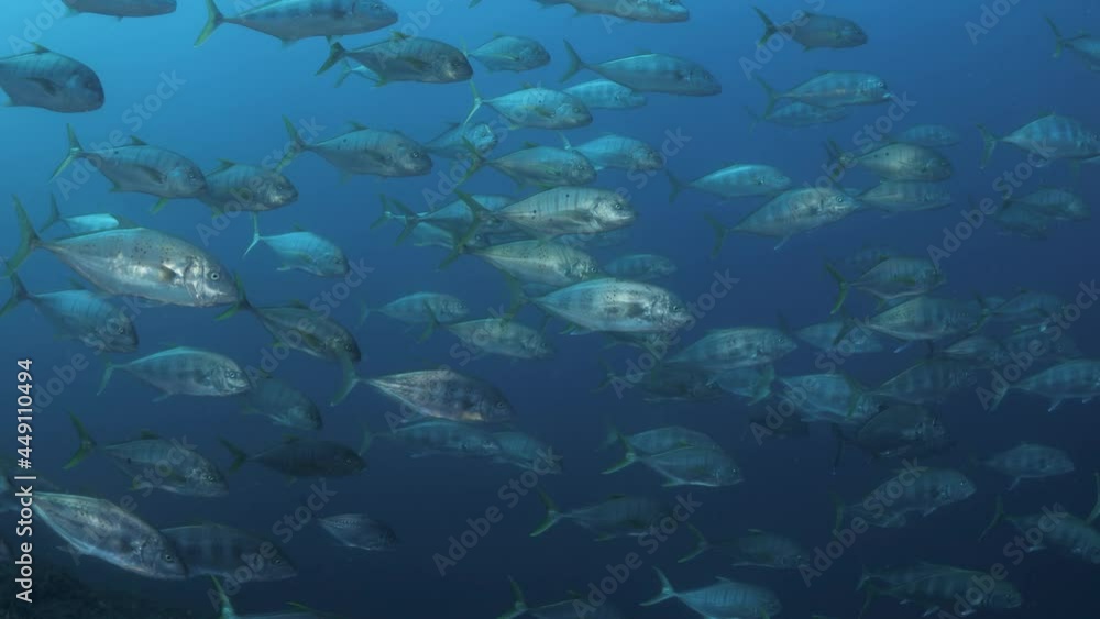 A mass school of silver fish shimmer through the blue ocean water. Wide underwater view. A mass school of silver fish shimmer through the blue ocean water. Wide underwater view.