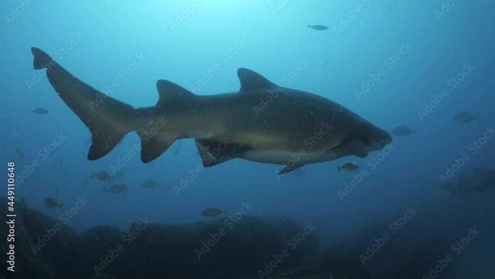 Large pregnant Grey Nurse Shark swims closely past a scuba diver deep below the ocean. Wide underwater view Large pregnant Grey Nurse Shark swims closely past a scuba diver deep below the ocean. Wide underwater view