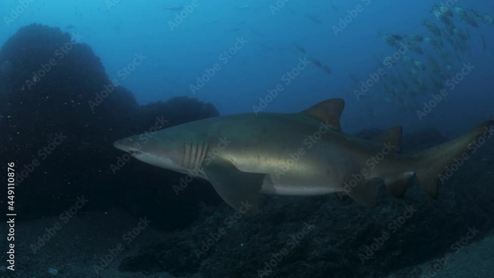 Scuba divers view swimming along side a large bronze coloured shark as it movers through the blue water. Wide underwater view. Scuba divers view swimming along side a large bronze coloured shark as it movers through the blue water. Wide underwater view.