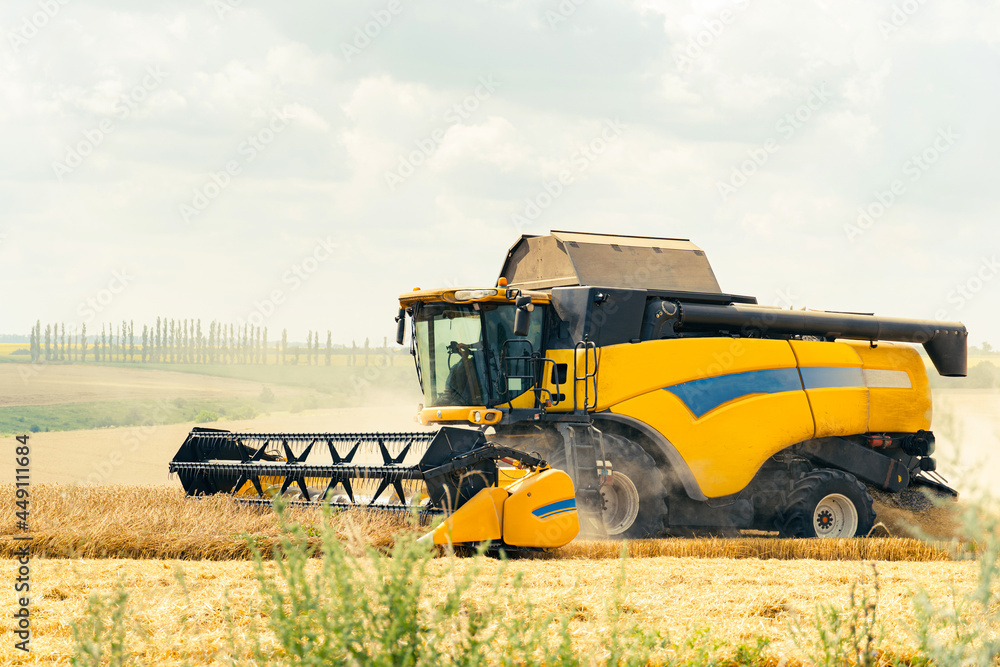 Fototapeta premium combine harvester in a wheat field harvesting