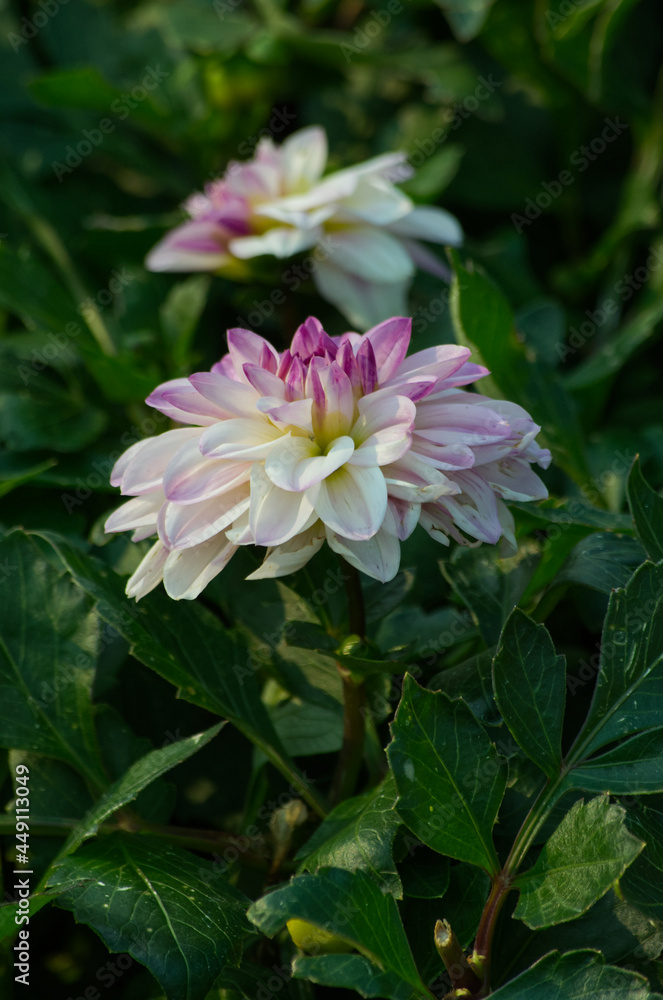 Pink and White Dahlia in Bloom Pink and White Dahlia in Bloom