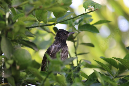 red vented bulbul setting photography 