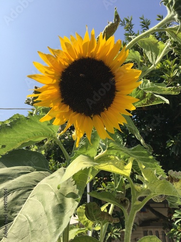 sunflower plant it's naturally The common sunflower is valuable from an economic as well as from an ornamental point of view