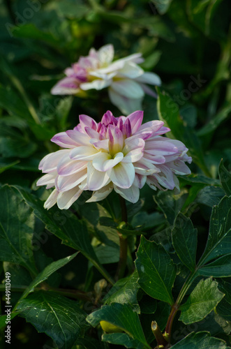 Pink and White Dahlia in Bloom