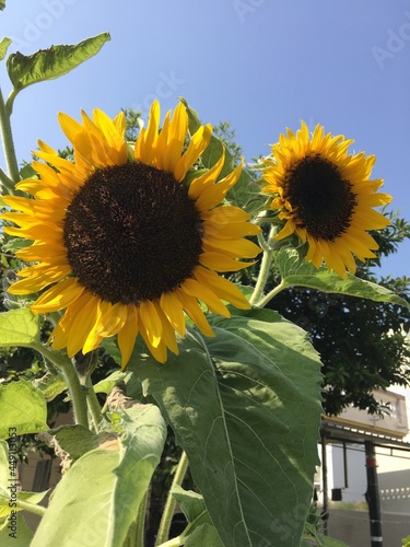 sunflower plant it's naturally The common sunflower is valuable from an economic as well as from an ornamental point of view