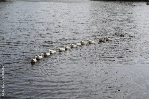floting duck in big pound 