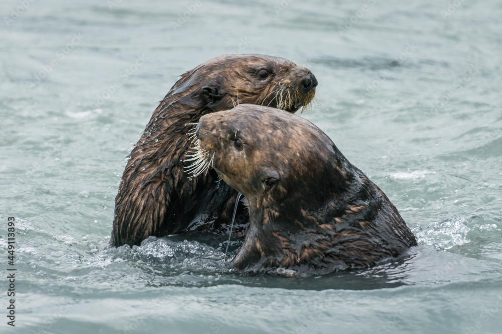 Obraz premium Sea otter close up portrait